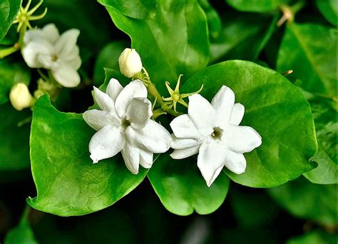 sampagita|sampaguita meaning.